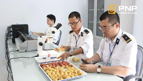 Cán bộ tiến hành kiểm tra dịch thực vật