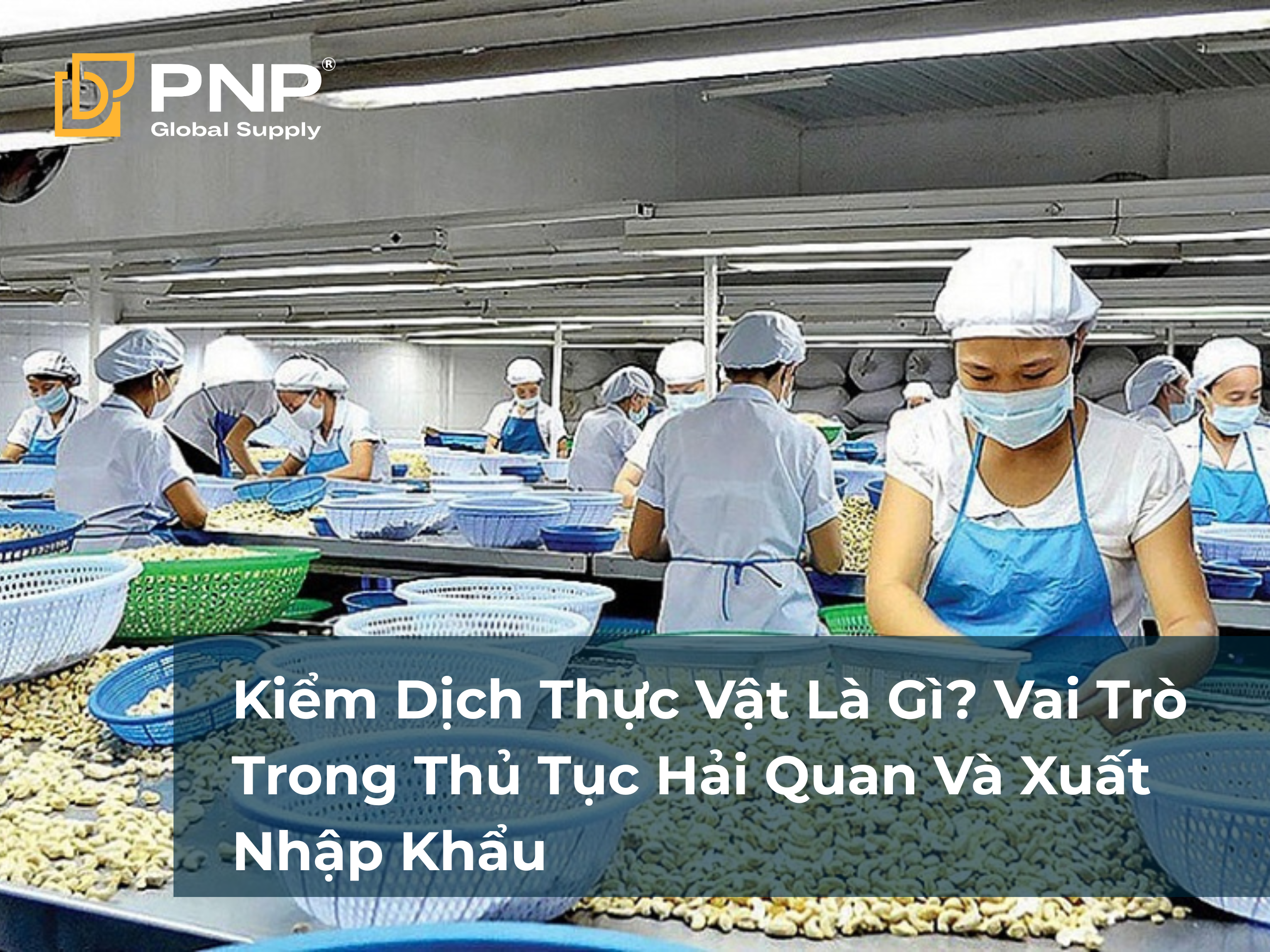 Kiểm Dịch Thực Vật Là Gì_ Vai Trò Trong Thủ Tục Hải Quan Và Xuất Nhập Khẩu