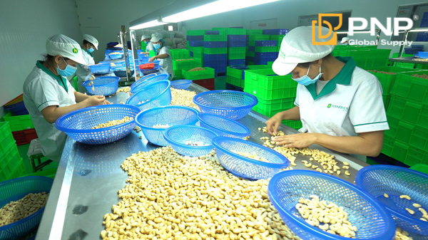 Hạt điều Bình Phước xuất khẩu và lợi thế cạnh tranh