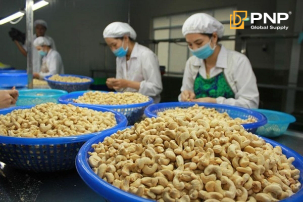 Nhập khẩu điều thô để chế biến điều nhân