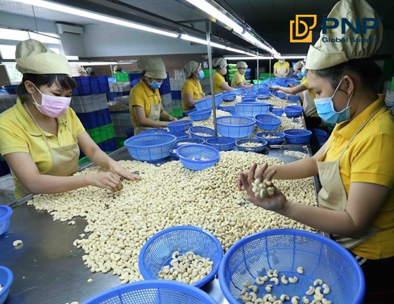 Bình Phước là thủ phủ của ngành điều Việt Nam