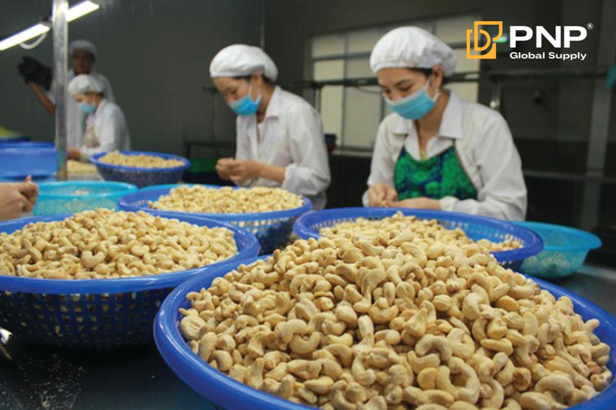 Công nhân phân loại hạt điều