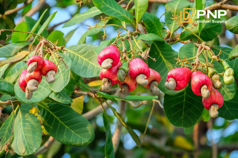 Raw Cashew Nuts