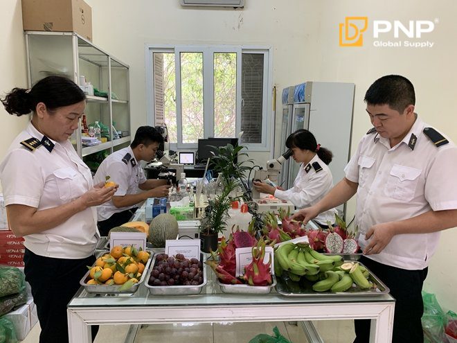 Cán bộ kiểm dịch thực vật kiểm tra lô hàng xuất khẩu