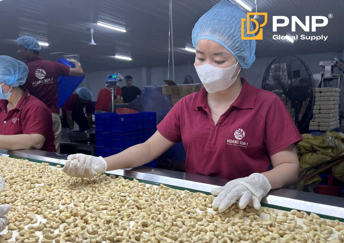 Cashew nut packaging process at the factory