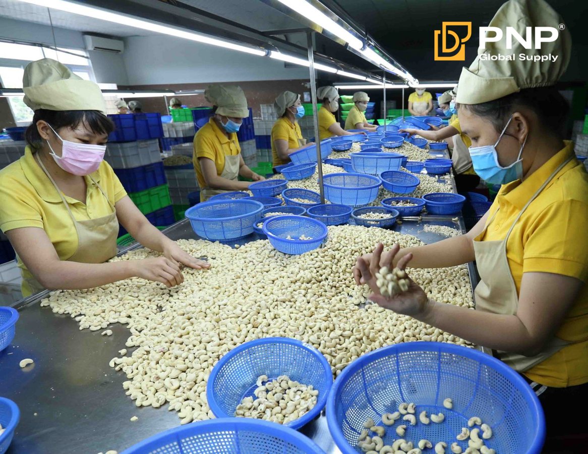 Dây chuyền phân loại, bóc vỏ hoặc đóng gói nhân điều xuất khẩu tại nhà máy