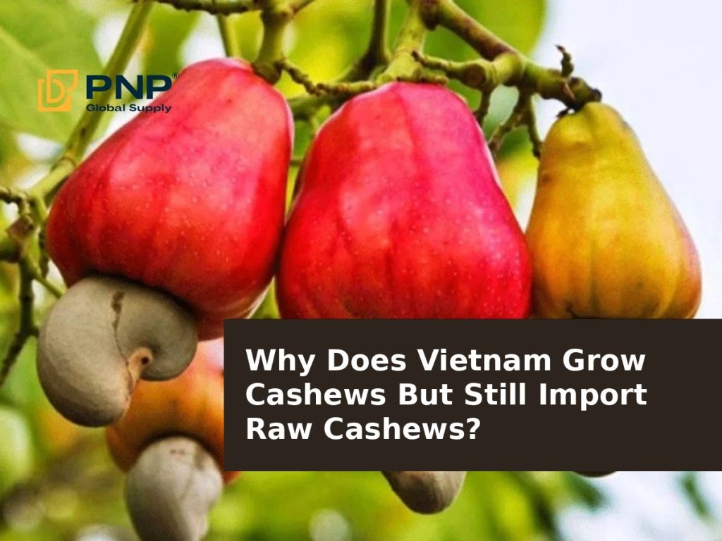 Why Does Vietnam Grow Cashews But Still Import Raw Cashews?