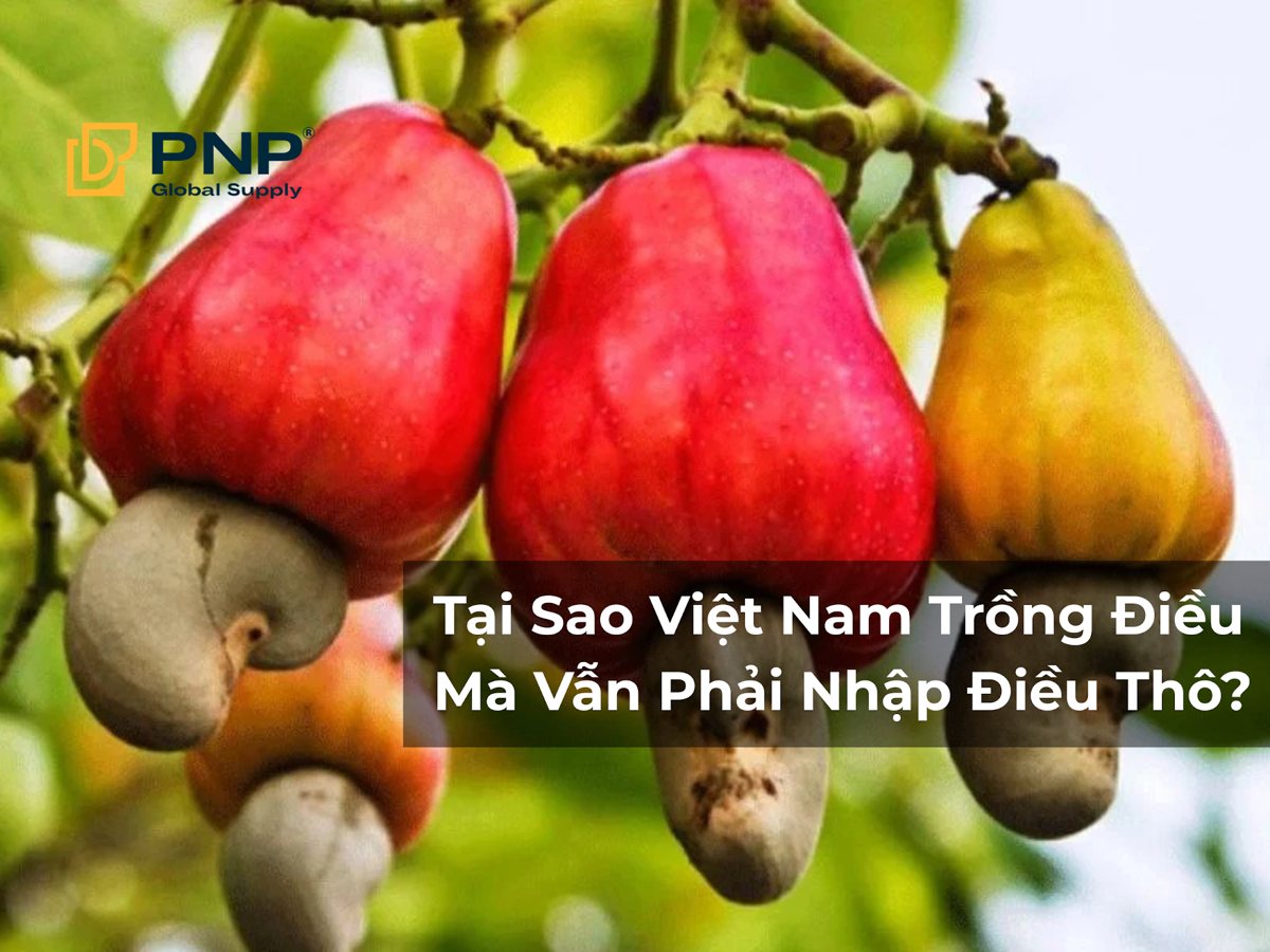 Tại Sao Việt Nam Trồng Điều Mà Vẫn Phải Nhập Điều Thô?