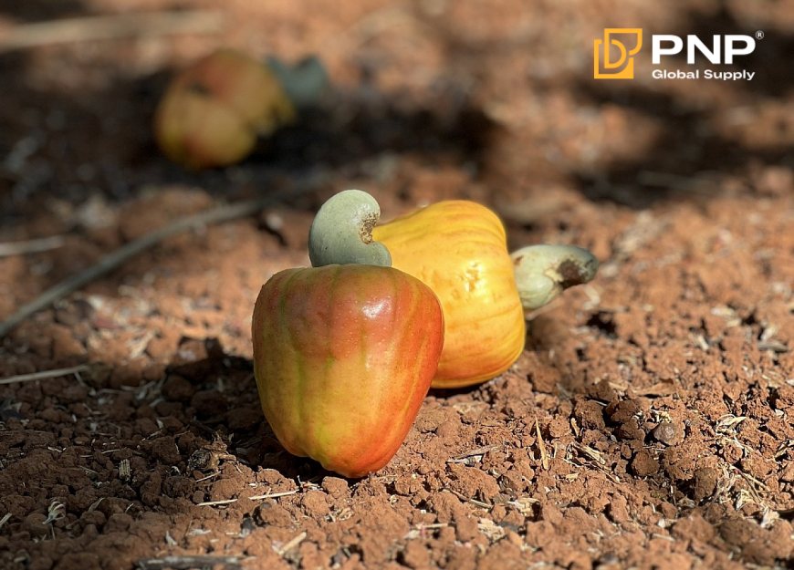 Vietnam is one of the world's largest cashew-producing countries