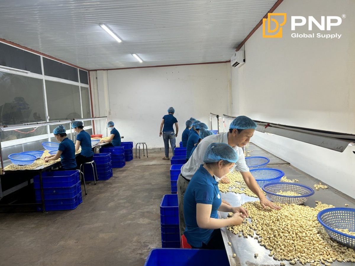 Binh Phuoc Cashew Processing Factory