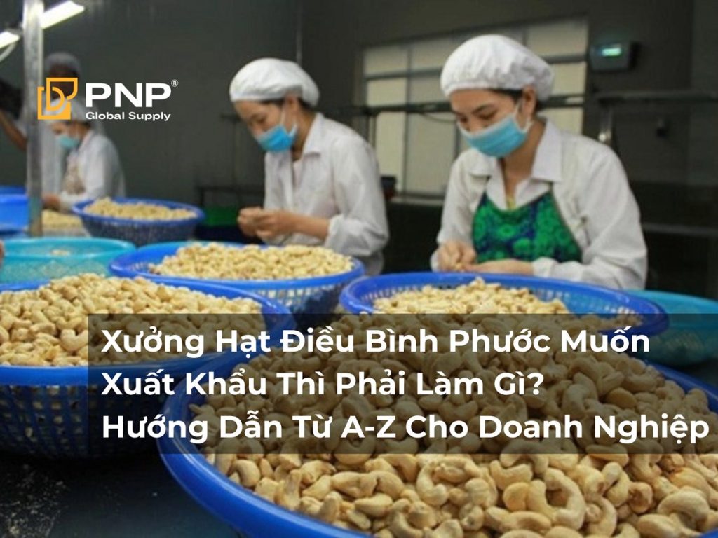 Xưởng Hạt Điều Bình Phước Muốn Xuất Khẩu? Đây Là Quy Trình Doanh Nghiệp Cần Biết