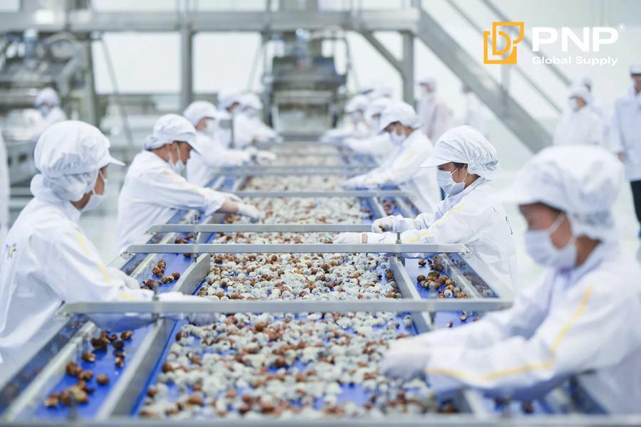 Workers sorting agricultural products on a production line
